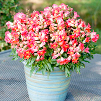 Antirrhinum Plants - Antiquity Orange & White