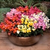 Antirrhinum Plants - Appeal Mixed