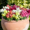 Antirrhinum Plants - Appeal Mixed