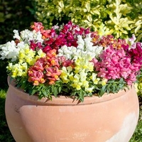 Antirrhinum Plants - Appeal Mixed