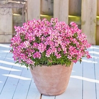 Antirrhinum Plants - Dazzling Lips Pink