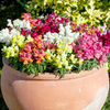 Antirrhinum Plants - F1 Crackle & Pop