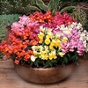 Antirrhinum Plants Appeal Mixed