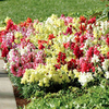 Antirrhinum Plug Plants - F1 Kim Mix