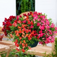 Antirrhinum Seeds - Candy Showers