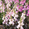 Antirrhinum Seeds - Constantine