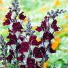 Antirrhinum Seeds - Day and Night