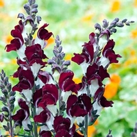 Antirrhinum Seeds - Day and Night