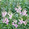 Antirrhinum Seeds - Lipstick Silver