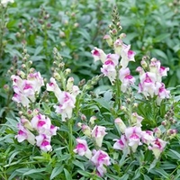 Antirrhinum Seeds - Lipstick Silver