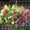 Antirrhinum Seeds - Pola Mixed F1