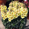 Antirrhium Plants - Antirinca Collection