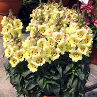 Antirrhium Plants - Antirinca Collection
