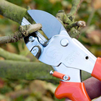 Anvil Secateurs - Standard