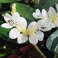 Aponogeton distachyos Plant