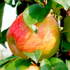 Apple (Cooking) Tree - Sir Isaac Newton