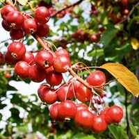 Apple Crab Tree - Gorgeous