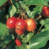 Apple Crab Tree - John Downie