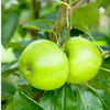 Apple (Eating) Tree - Bountiful