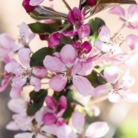 Apple (Malus) Appeltini