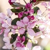 Apple (Malus) Appeltini