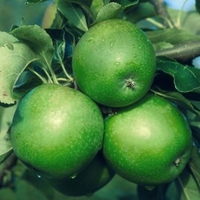 Apple (Malus) Granny Smith