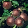 Apple (Malus) Spartan