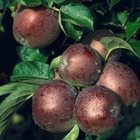 Apple (Malus) Spartan