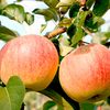 Apple Paradis