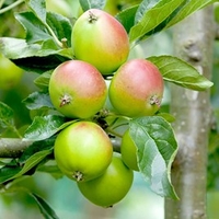 Apple Plant - Fiesta