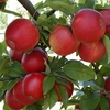 Apple Santana