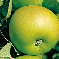 Apple Tree - Bramley (Clone 20)