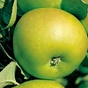 Apple Tree - Bramley (Clone 20)
