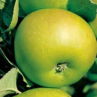Apple Tree - Bramley (Clone 20)