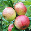 Apple Tree - Charles Ross