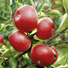 Apple Tree - Discovery