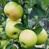 Apple Tree - Greensleeves