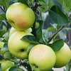 Apple Tree - Greensleeves
