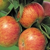 Apple Tree - Lord Lambourne