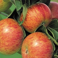 Apple Tree - Lord Lambourne