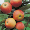 Apple Tree - Orlean