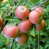Apple Tree - Queen Cox Self Fertile