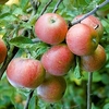 Apple Tree - Queen Cox Self Fertile