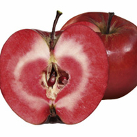 Apple Tree - Redlove