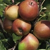 Apple Tree - Winter King