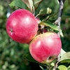 Apple Tree - Worcester Pearmain