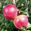 Apple Tree - Worcester Pearmain