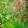 Apple Tree (Potted) - Lucky Dip