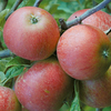 Apple Trees - Collection