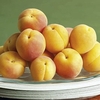 Apricot Tree - Golden Glow